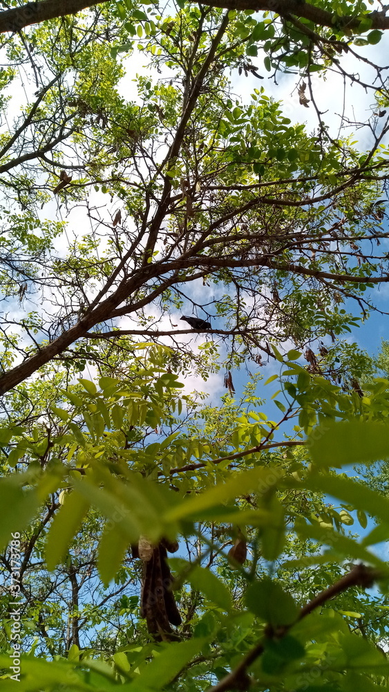 Fototapeta premium Bird on a tree branch