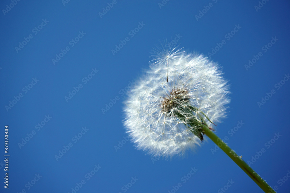 low angle view of dandelion under blue sky low angle view of dandelion under blue sky