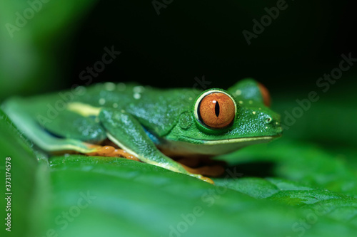 Red-eyed tree frog, Agalychnis callidryas, sitting on a leaf by night in La Tigra, Costa Rica photo