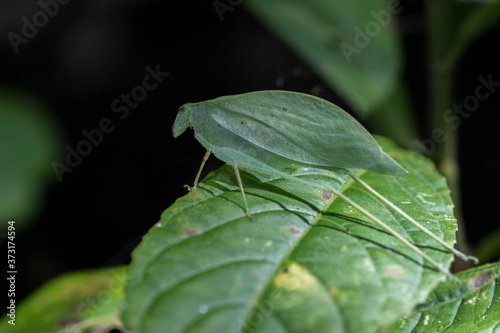 Walking leaf in La Tigra, Costa Rica  photo
