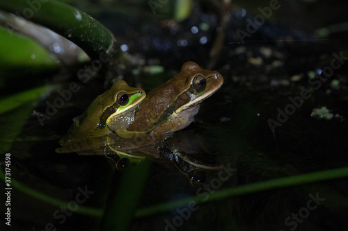 Two reproducing masked treefrogs, Smilisca phaeota, in La Tigra, Costa Rica photo