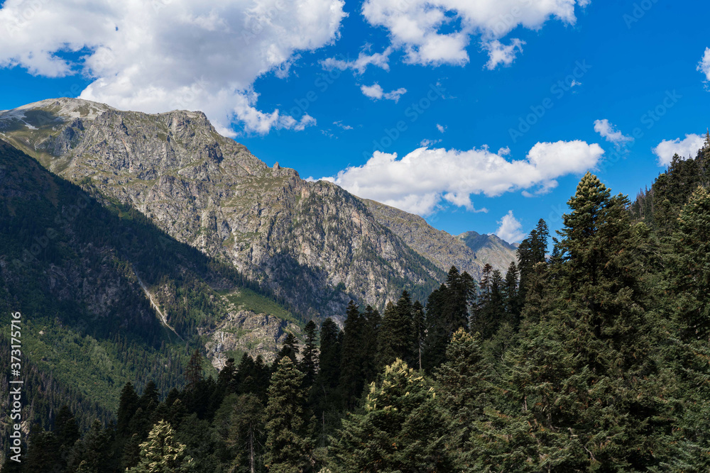beautiful Caucasus mountains, tall pines and blue sky
