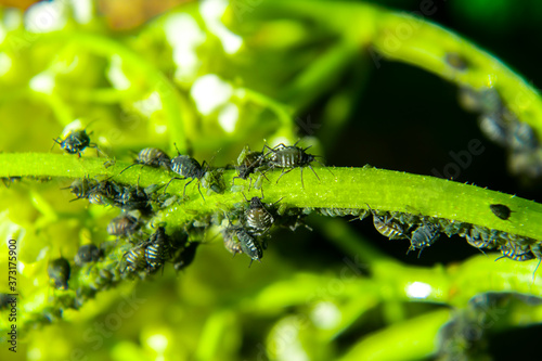 Aphids on a green leaf in nature. Macro