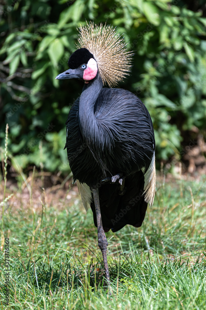 Naklejka premium Żuraw czarny koronowany (Balearica pavonina)