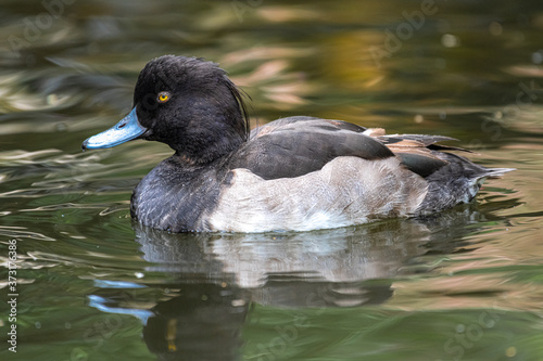 Male Tufted Duck (Aythya fuligula) photo