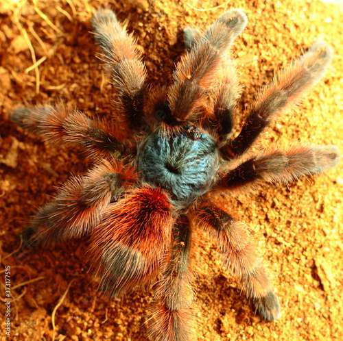 spider on a dark background