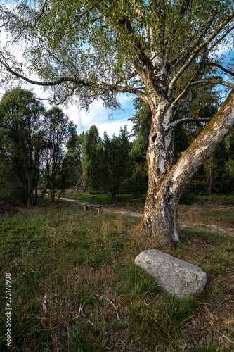 Heathland in Bad Fallingbostel, Germany photo