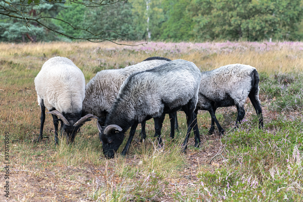 Moorland Sheep 'Heidschnucke' in German Heathland Moorland Sheep 'Heidschnucke' in German Heathland