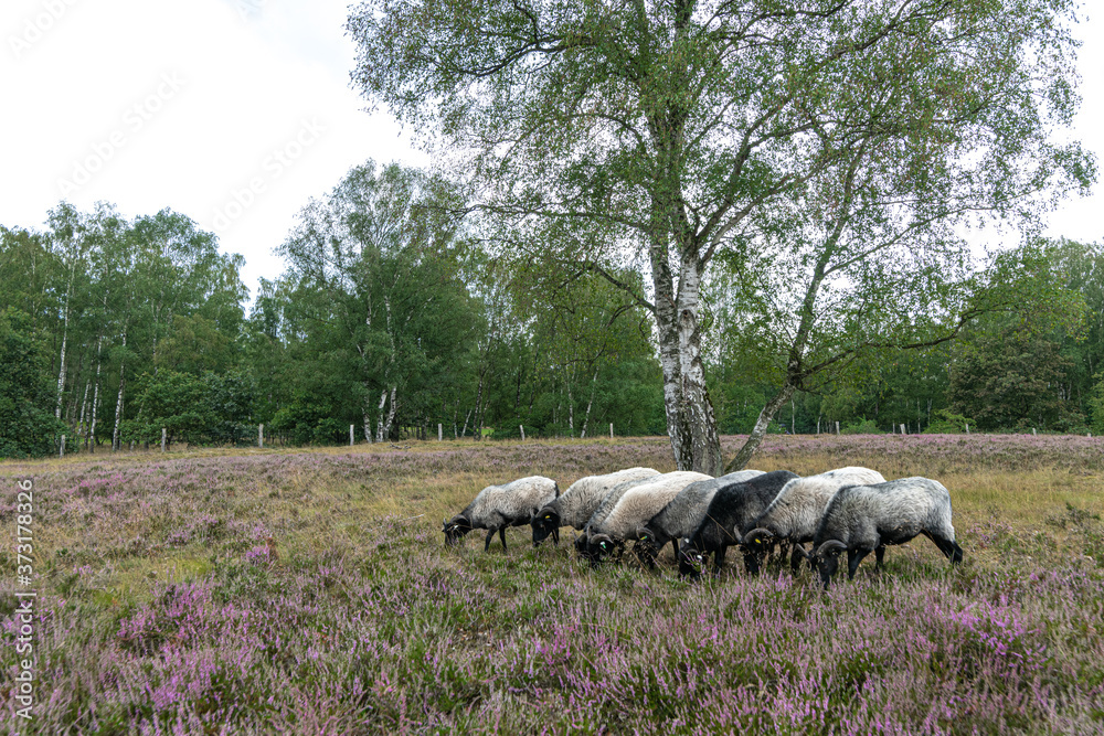 Moorland Sheep 'Heidschnucke' in German Heathland Moorland Sheep 'Heidschnucke' in German Heathland