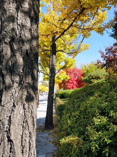 Three types of colourful plantations fill up a road. These trees include red and yellow ginkgo trees