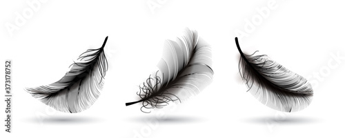 Black Flying Bird Feather Isolated on Dark Background