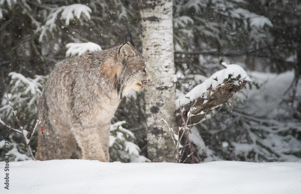 Canadian lynx in the wild Canadian lynx in the wild