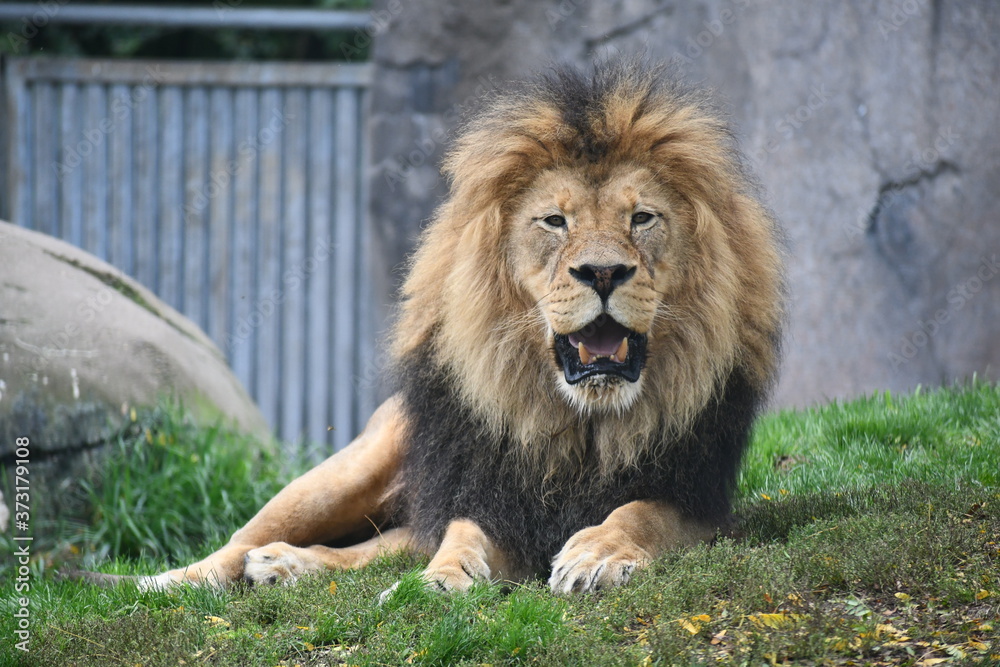 Fototapeta premium Lion laying around on a hot summer day.
