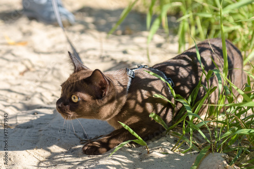 Playful Burma cat wearing harness is hunting on beach, young brown cat with leash plays on sand in summer. photo