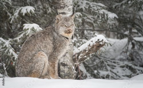 Canvas Print Canadian lynx in the wild