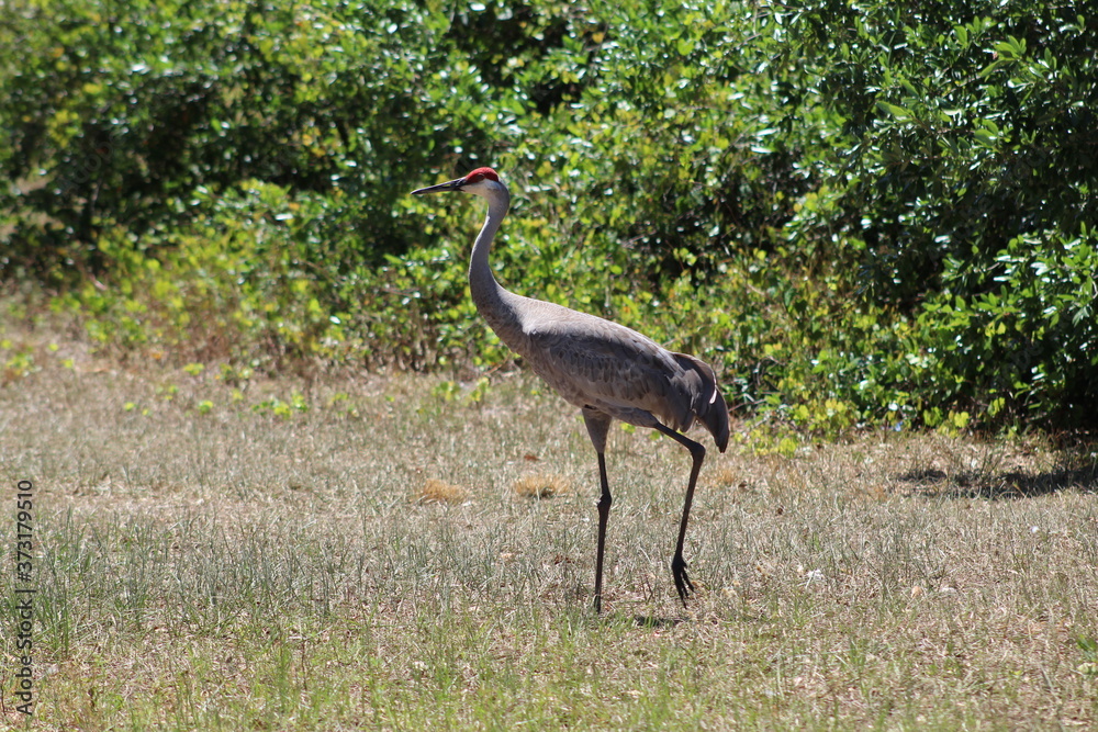 Fototapeta premium Crane walking through the fields.