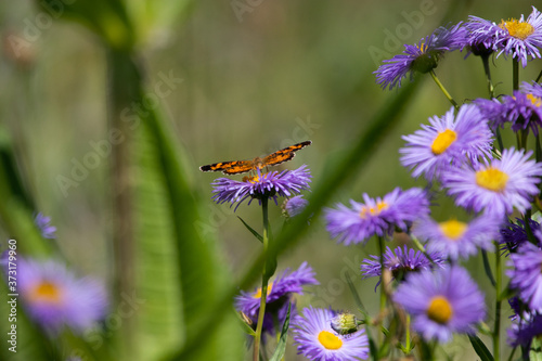 Northern Crescent Butterfly and Fleabane photo