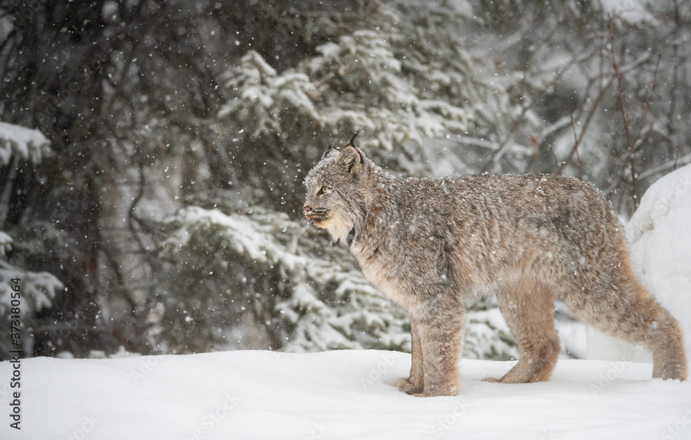 Canadian lynx in the wild Canadian lynx in the wild