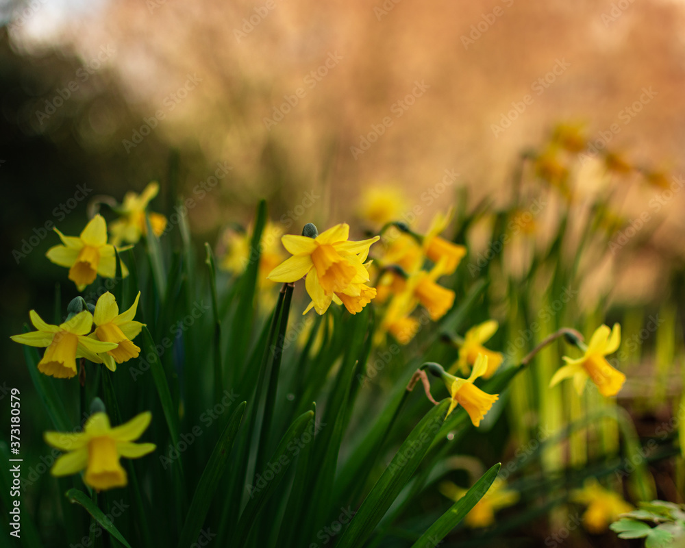 Obraz premium daffodils in spring