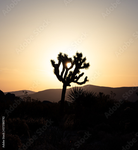 A silhouette of a Joshua Tree during sunrise.