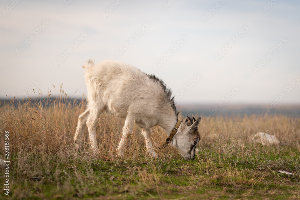 Obraz premium Goat eating grass,Goat on a pasture..White goat. Livestock bringing milk. Cattle on a village farm.