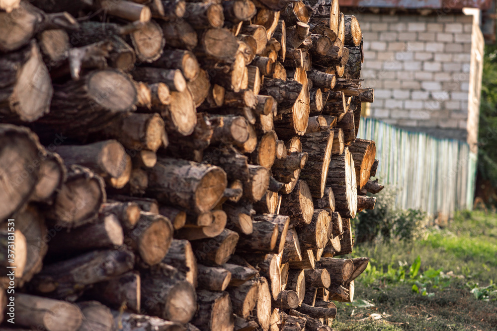Cutted wood,gathered together in a pile. Cutted forest. Cutted wood,gathered together in a pile. Cutted forest.
