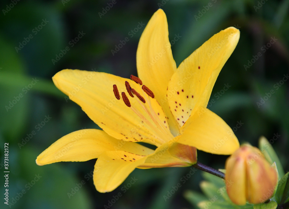 Obraz premium Lily (Lat. Lílium) Itis a genus of plants in the Lilley (Lat. Liliaceae) yellow