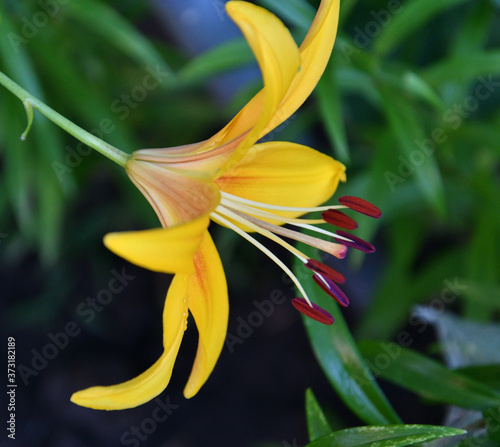 Lily (Lat. Lílium) Itis a genus of plants in the Lilley (Lat. Liliaceae) yellow photo