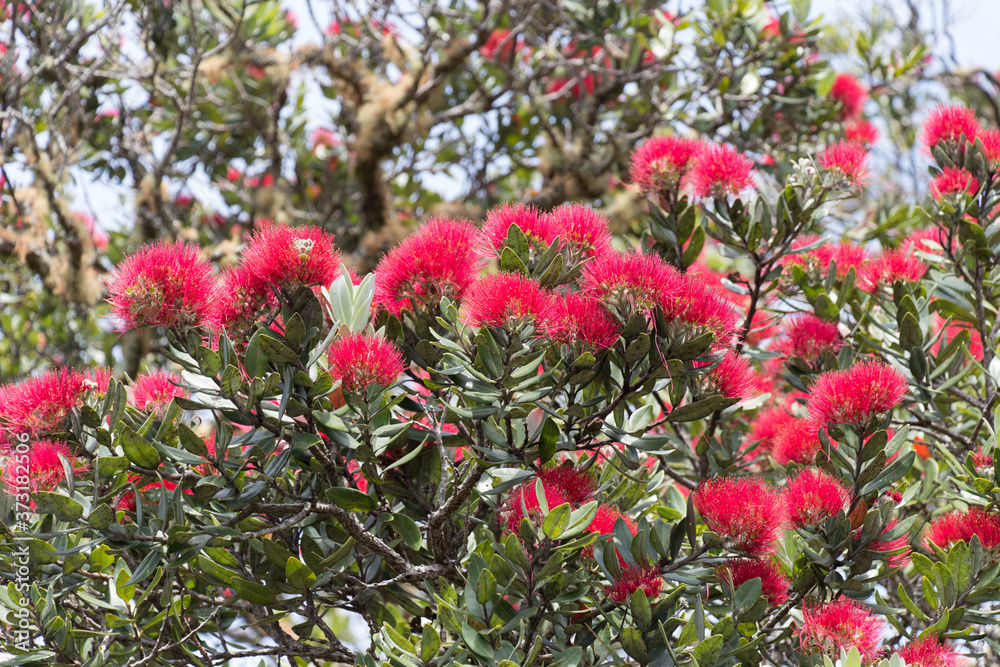 Close up view of pohutukawa tree in bloom.