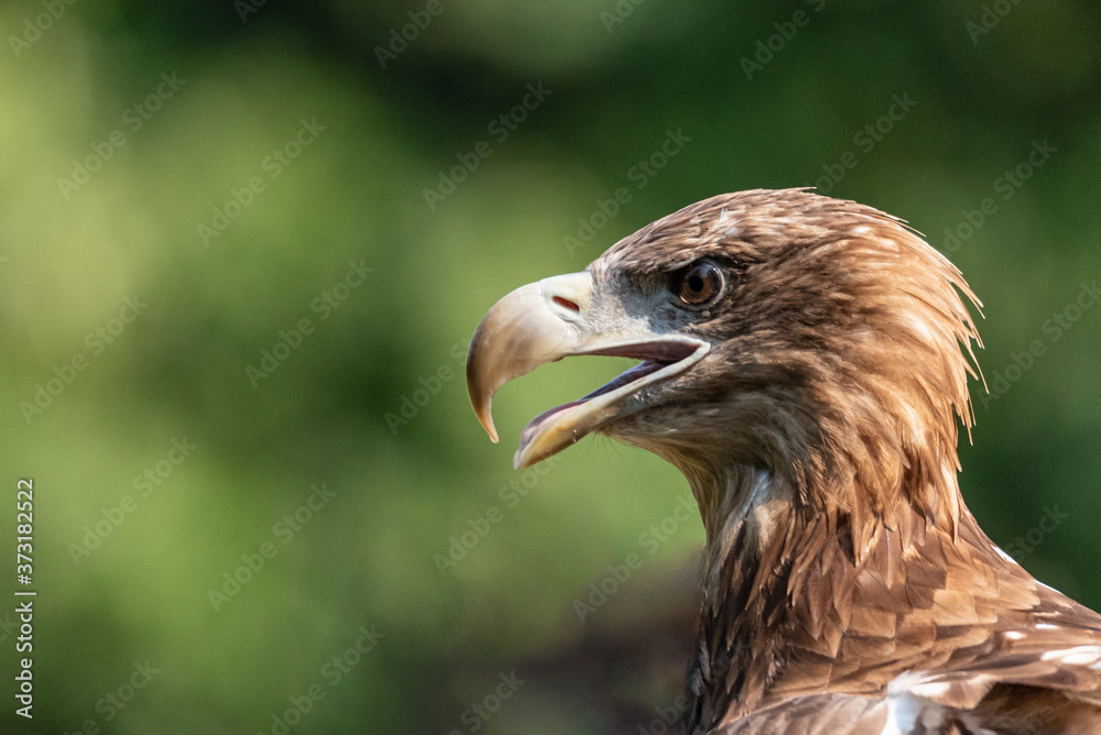 Close-up portrait of a golden eagle a large American bird Close-up portrait of a golden eagle a large American bird