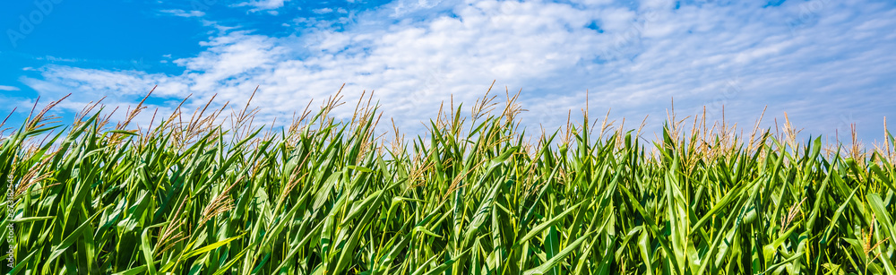 Green Maize Corn Field Plantation In Summer Agricultural Season. Skyline Horizon, Blue Sky Background. Eco-friendly food Green Maize Corn Field Plantation In Summer Agricultural Season. Skyline Horizon, Blue Sky Background. Eco-friendly food
