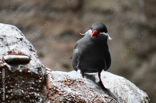Inca Tern perched on rock. photo