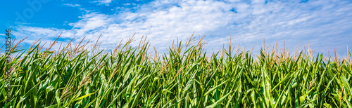 Green Maize Corn Field Plantation In Summer Agricultural Season. Skyline Horizon  Blue Sky Background. Eco-friendly food