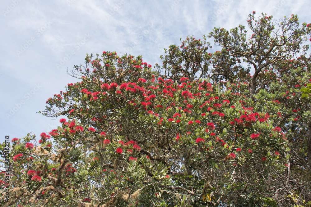 Close up view of pohutukawa tree in bloom with blue sky on background.