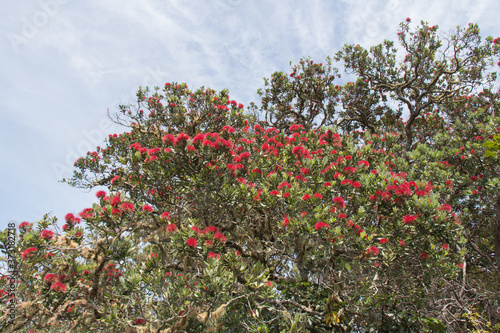 Close up view of pohutukawa tree in bloom with blue sky on background.