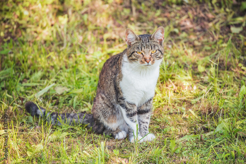 Cat by the meadow at sunny day time.