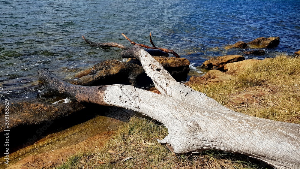 Dead Tree Fallen into the Lake