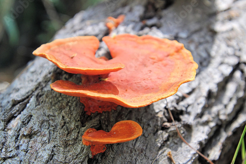 Orange Fungi Growing on a Dead Tree