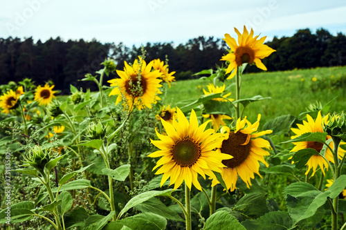 Blooming sunflower flowers in a meadow during summer