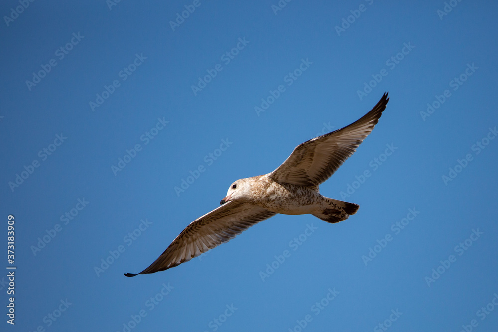 Fototapeta premium Immature Ring-billed Gull (Larus delawarensis) flying in a blue sky with copy space