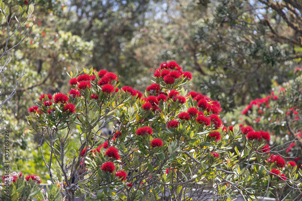 The view of pohutukawa tree in bloom.