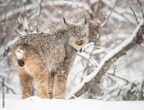 Canadian lynx in the wild