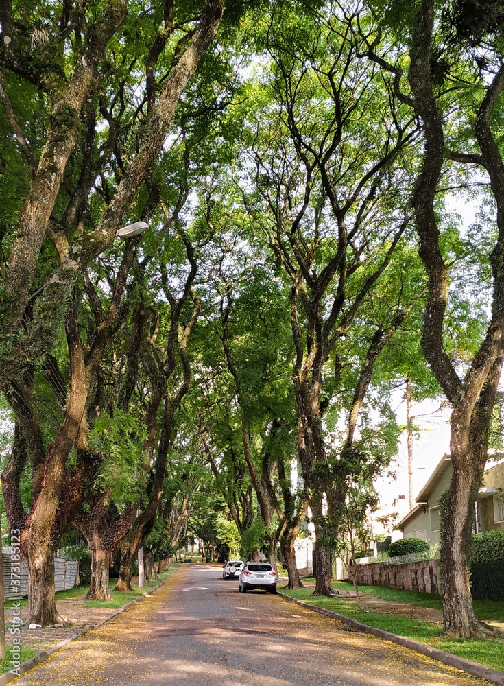 Obraz premium trees in the street