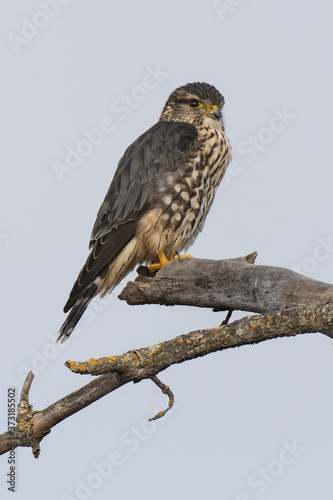 Male Adult Merlin on tree branch with yellow lichen in California. A very fierce falcon