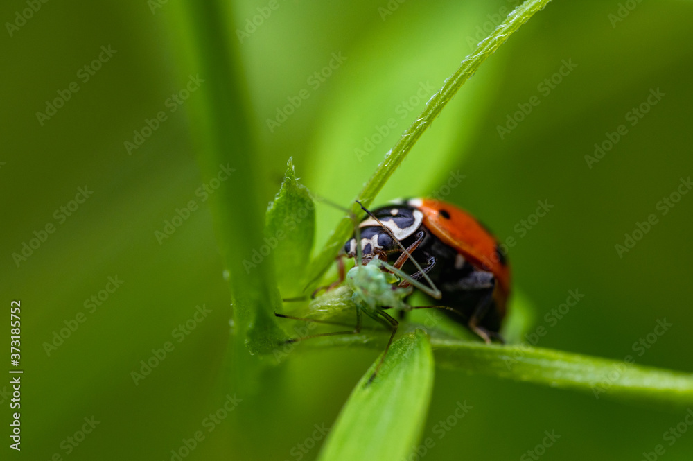 Ladybug (Coccinella septempunctata) eating its prey, which is an aphid. Macro, close up. Ladybug (Coccinella septempunctata) eating its prey, which is an aphid. Macro, close up.