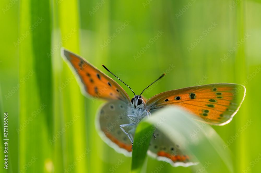 Butterfly Large copper (Lycaena dispar) crawling on a leaf of green grass. Close up shot. Butterfly Large copper (Lycaena dispar) crawling on a leaf of green grass. Close up shot.