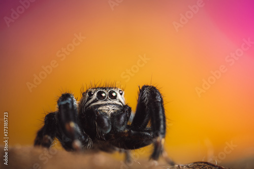Black spider (Evarcha arcuata, jumping spider). High magnification, macro, many details. © Jan Rozehnal