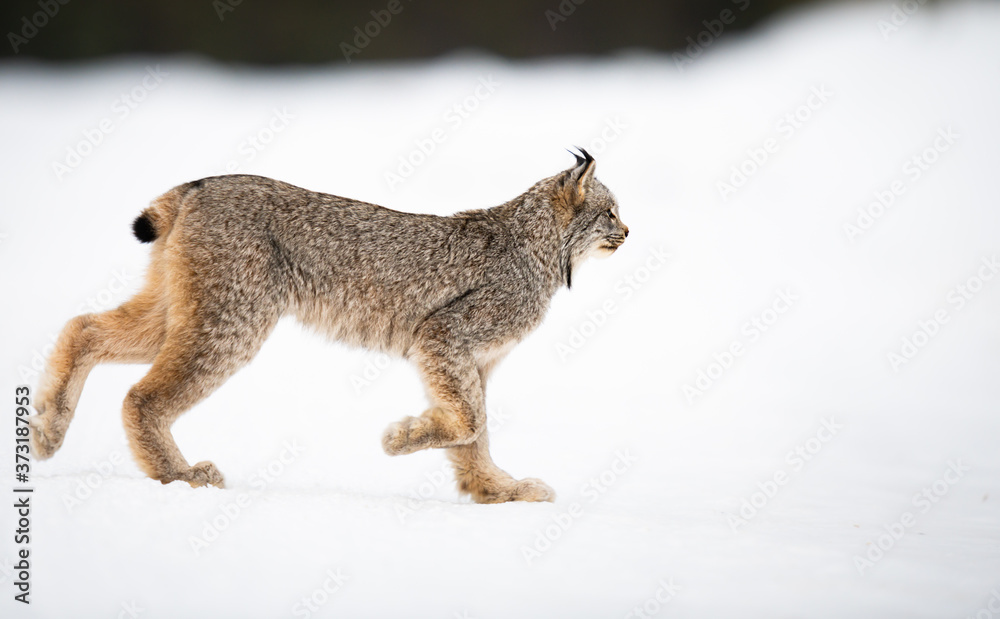 Canadian lynx in the wild