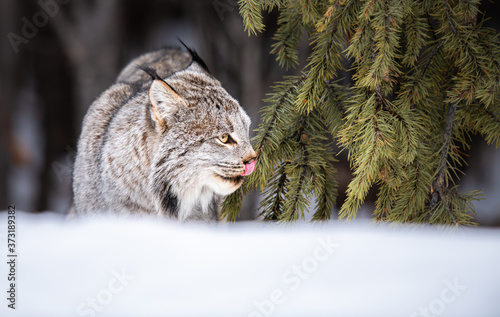 Canvas Print Canadian lynx in the wild