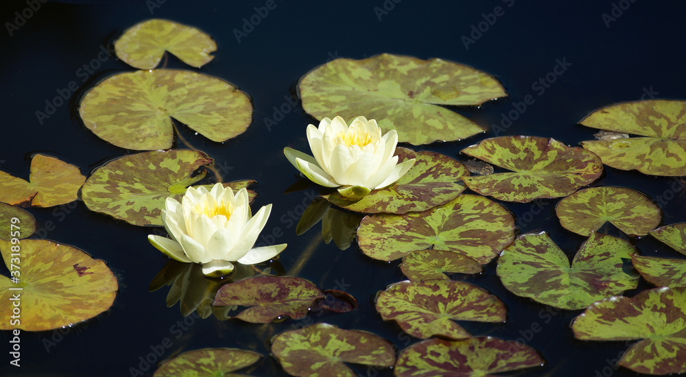 Two yellow water lilies and lily pads Two yellow water lilies and lily pads